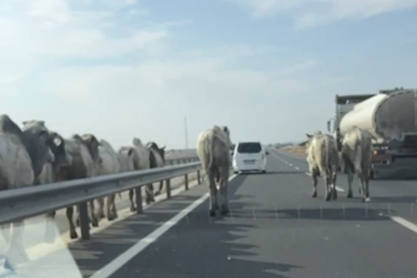 Bariyerlere çarpan TIR’ın dorsesindeki 2 büyükbaş öldü - Resim: 4