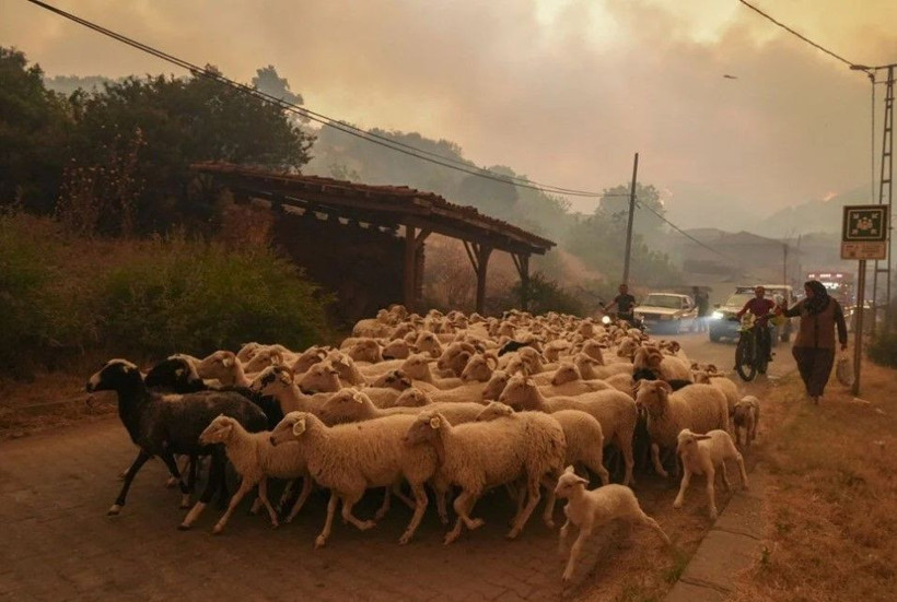 Ödemiş'te kahreden fotoğraflar: Alevlerden böyle kaçtılar - Resim: 1