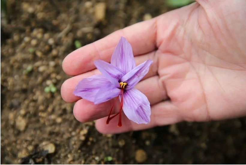 1 kilosu 450 bin lira: "Mucize bitki" çiçek açtı - Resim: 4