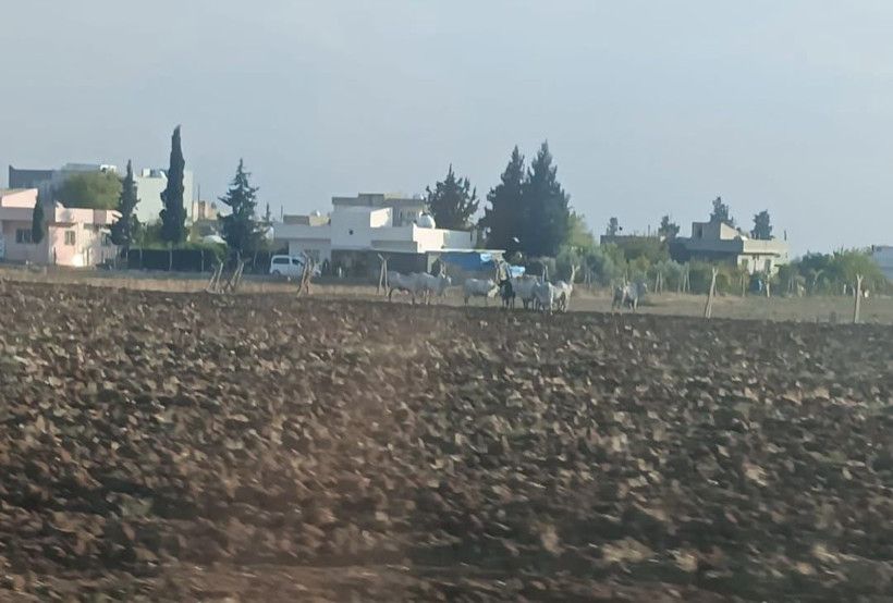 Bariyerlere çarpan TIR’ın dorsesindeki 2 büyükbaş öldü - Resim: 2