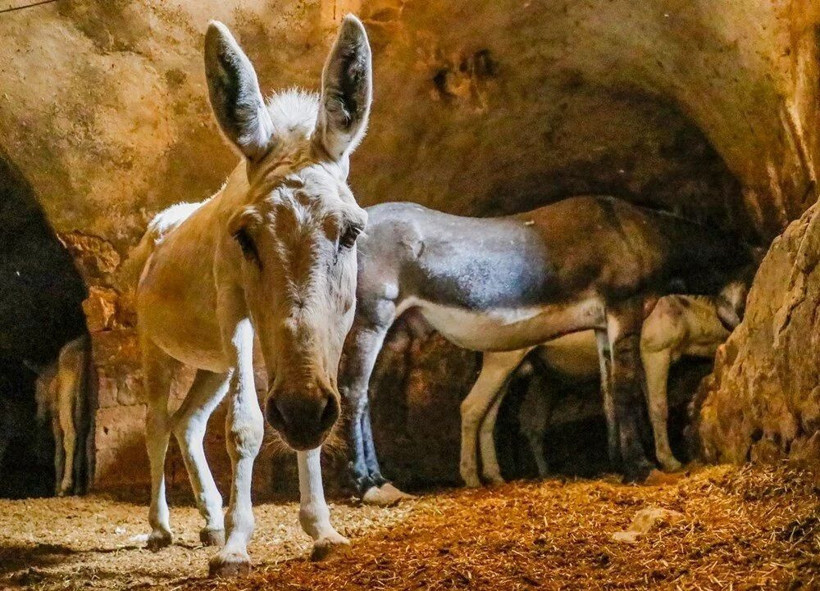 Mardin’de çöp taşıyan kadrolu eşeklerin yerine kullanılacak paletli aracın saha testi tamamlandı - Resim: 3