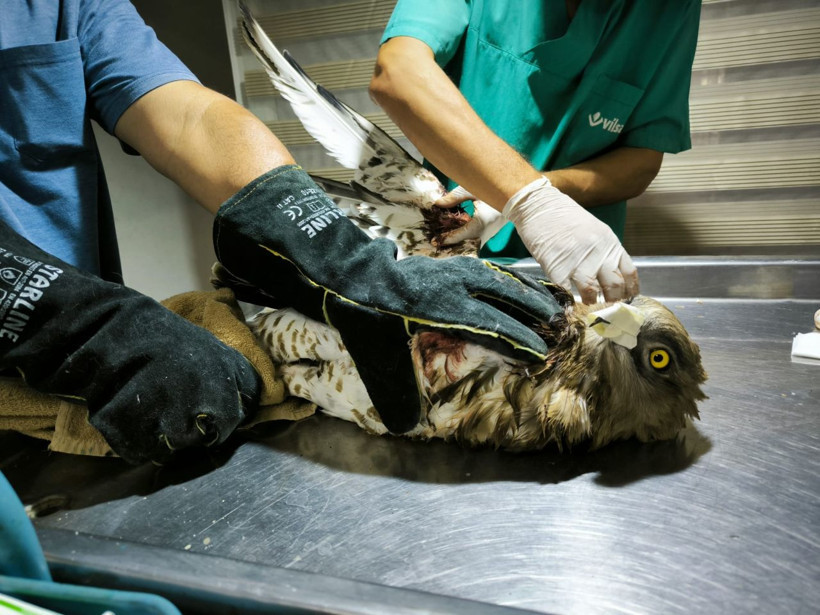 Yaralı kartal tedavi altına alındı - Resim: 3