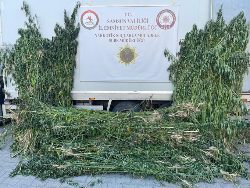 Samsun’da ayçiçeği tarlasında kenevir operasyonu - Resim: 2