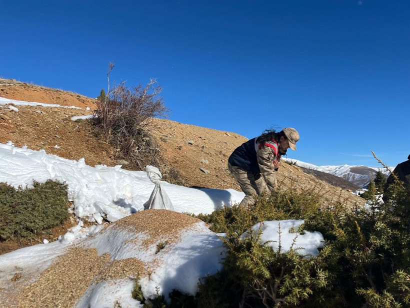 Siirt’te yaban hayvanlarına 750 kilo yem bırakıldı - Resim: 3