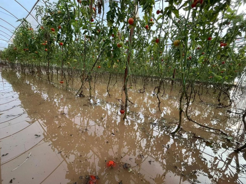 Antalya'da yağış hayatı felç etti: Caddeler su altında kaldı, seralar yıkıldı - Resim: 2