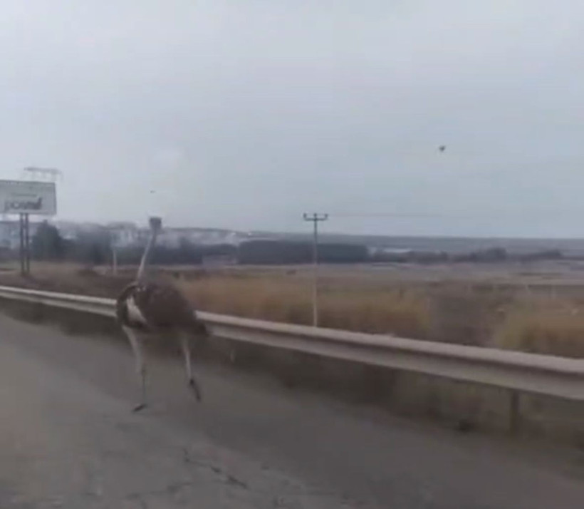 Diyarbakır’da çiftlikten kaçan deve kuşu kara yoluna girdi - Resim: 2
