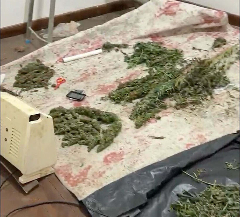 Saksıda kenevir yetiştiren şüpheli tutuklandı - Resim: 2