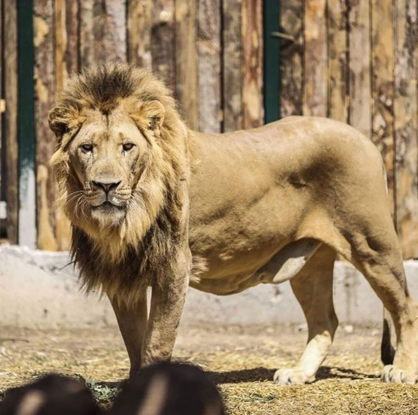 Manavgat'ta firari aslan alarmı: Bir kişiyi ağır yaraladı - Resim: 2