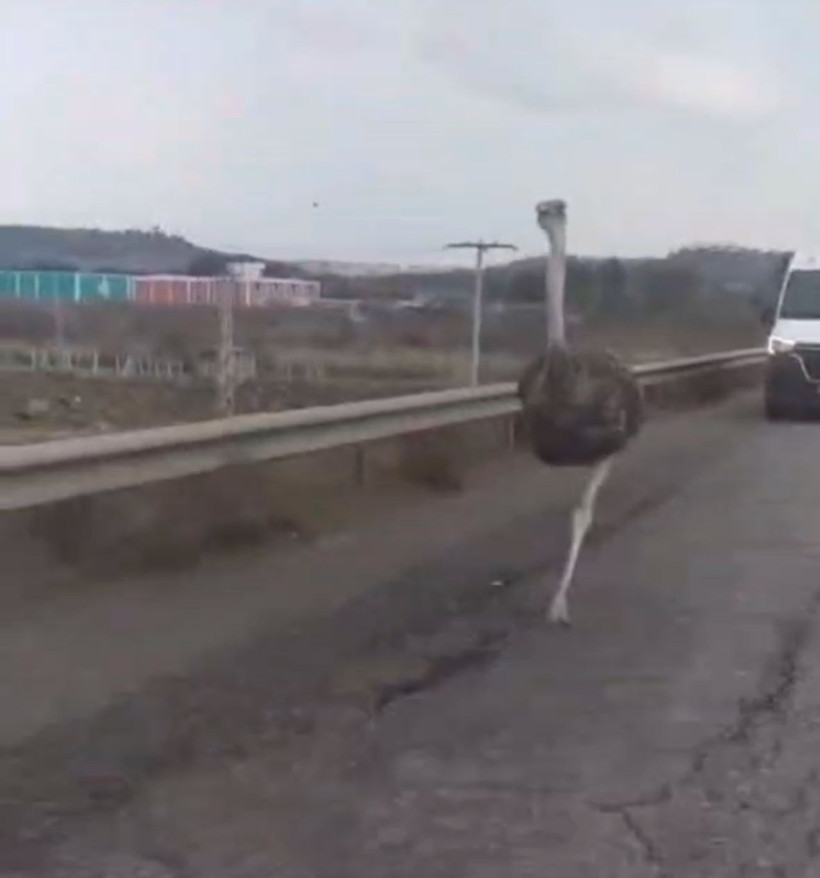 Diyarbakır’da çiftlikten kaçan deve kuşu kara yoluna girdi - Resim: 4