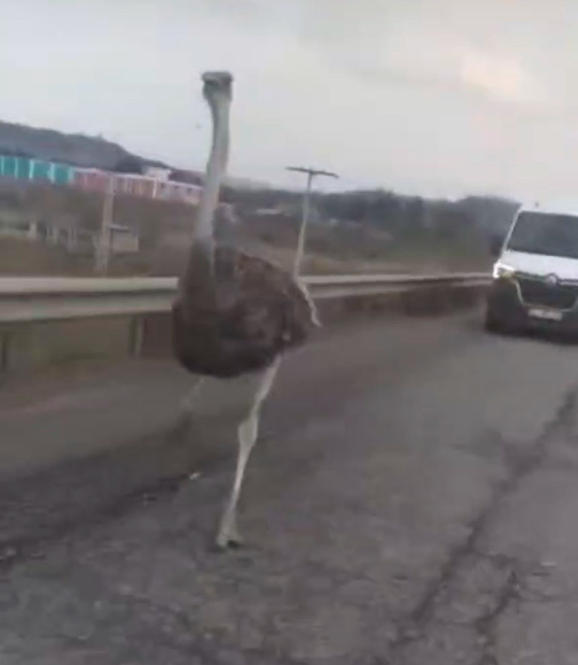 Diyarbakır’da çiftlikten kaçan deve kuşu kara yoluna girdi - Resim: 3