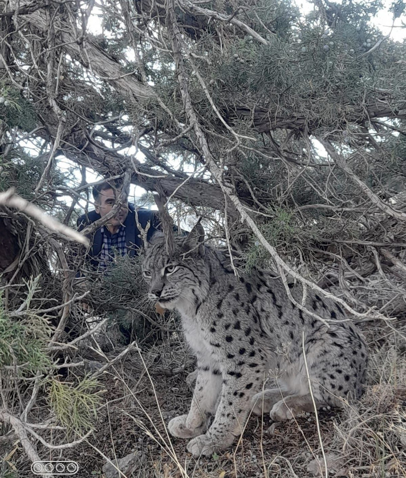 Van'da nesli tehlike altında olan vaşak görüntülendi - Resim: 2