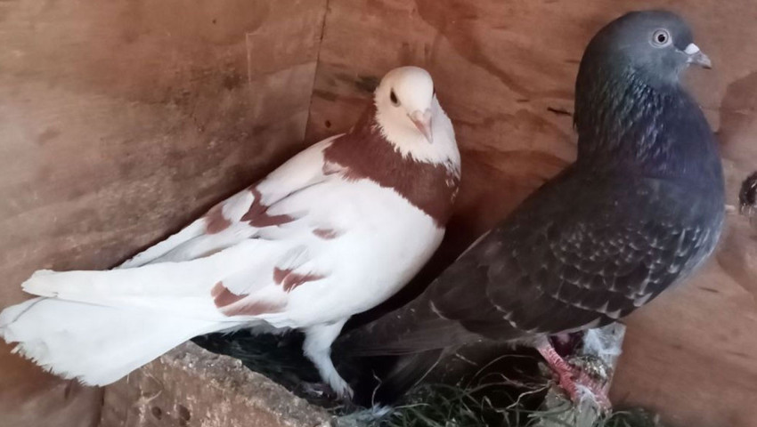 Sosyal medya mezatçıları Maliye'nin radarında