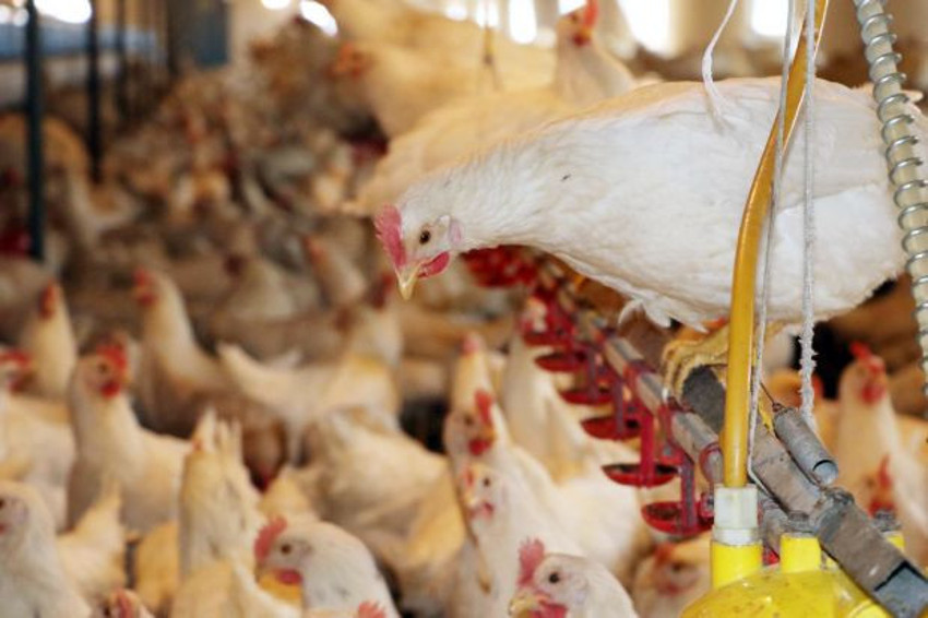 'Müzik sektöründe kazanç bitti' diyen Coşkun Sabah, tavuk çiftliği kurdu: Artık 'Yumurtacı Coşkun' diyecekler - Resim : 1