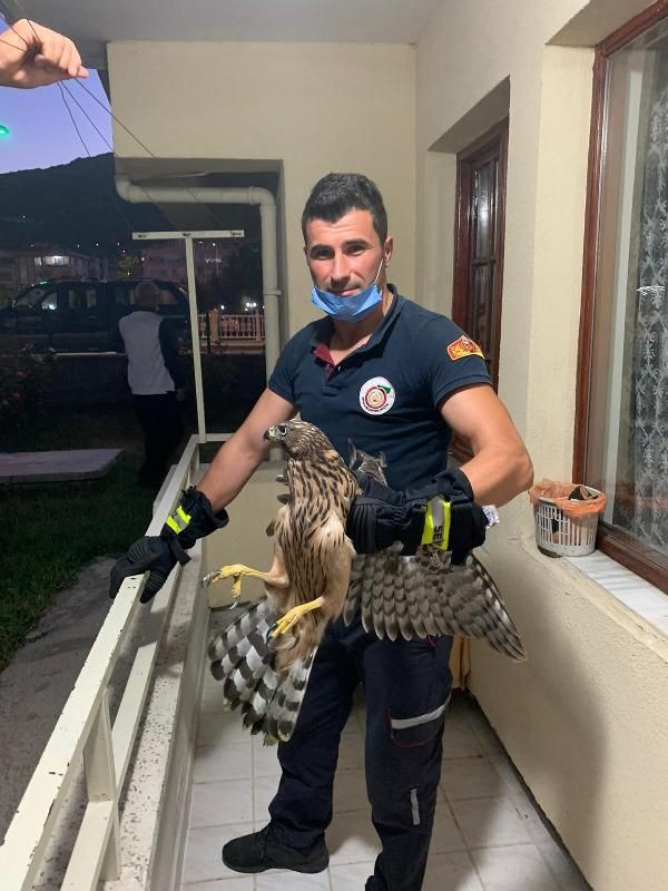 Bitkin haldeki şahin, evin balkonuna indi - Resim : 1